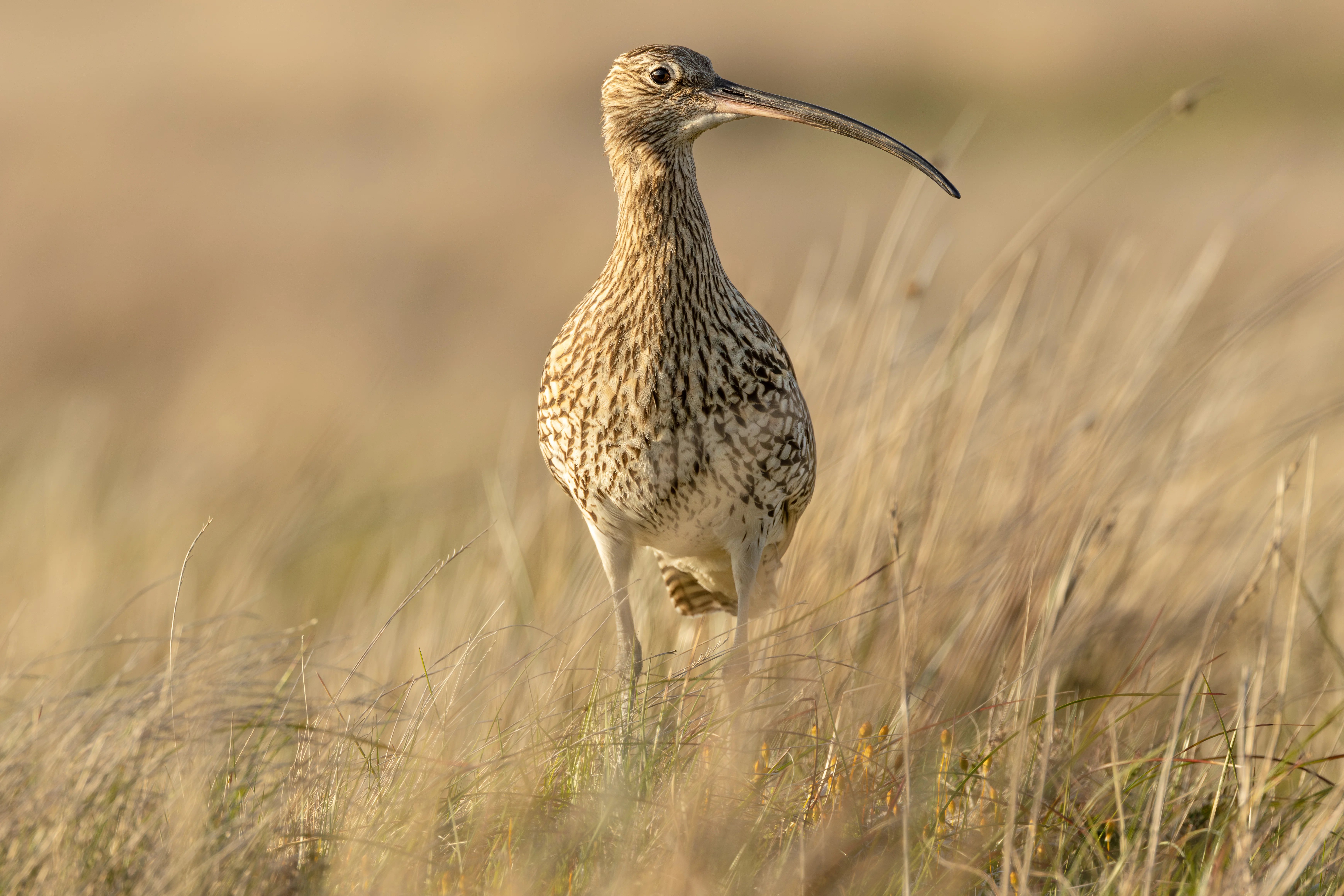 Curlew