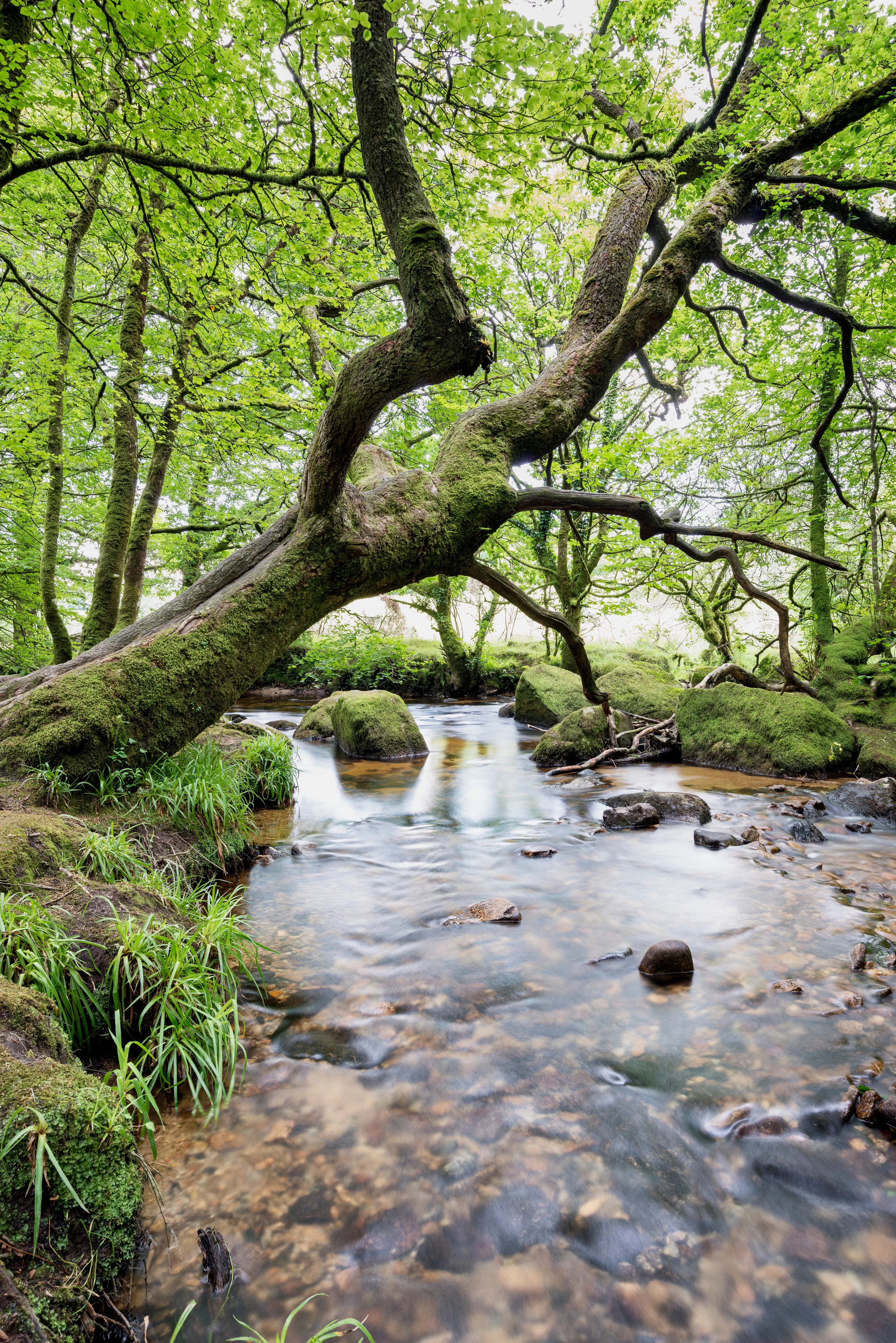 Stream