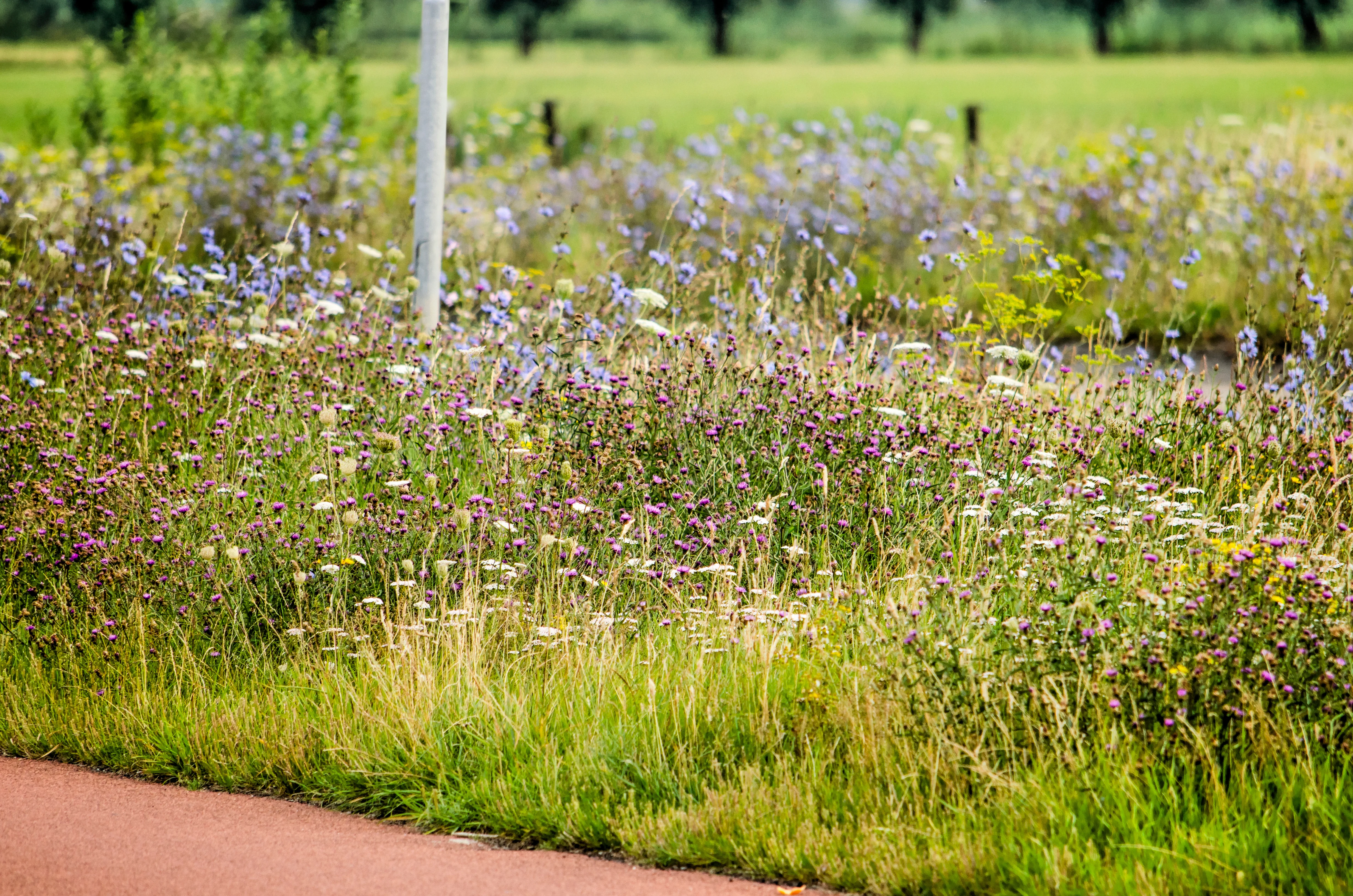 Wildflower verge