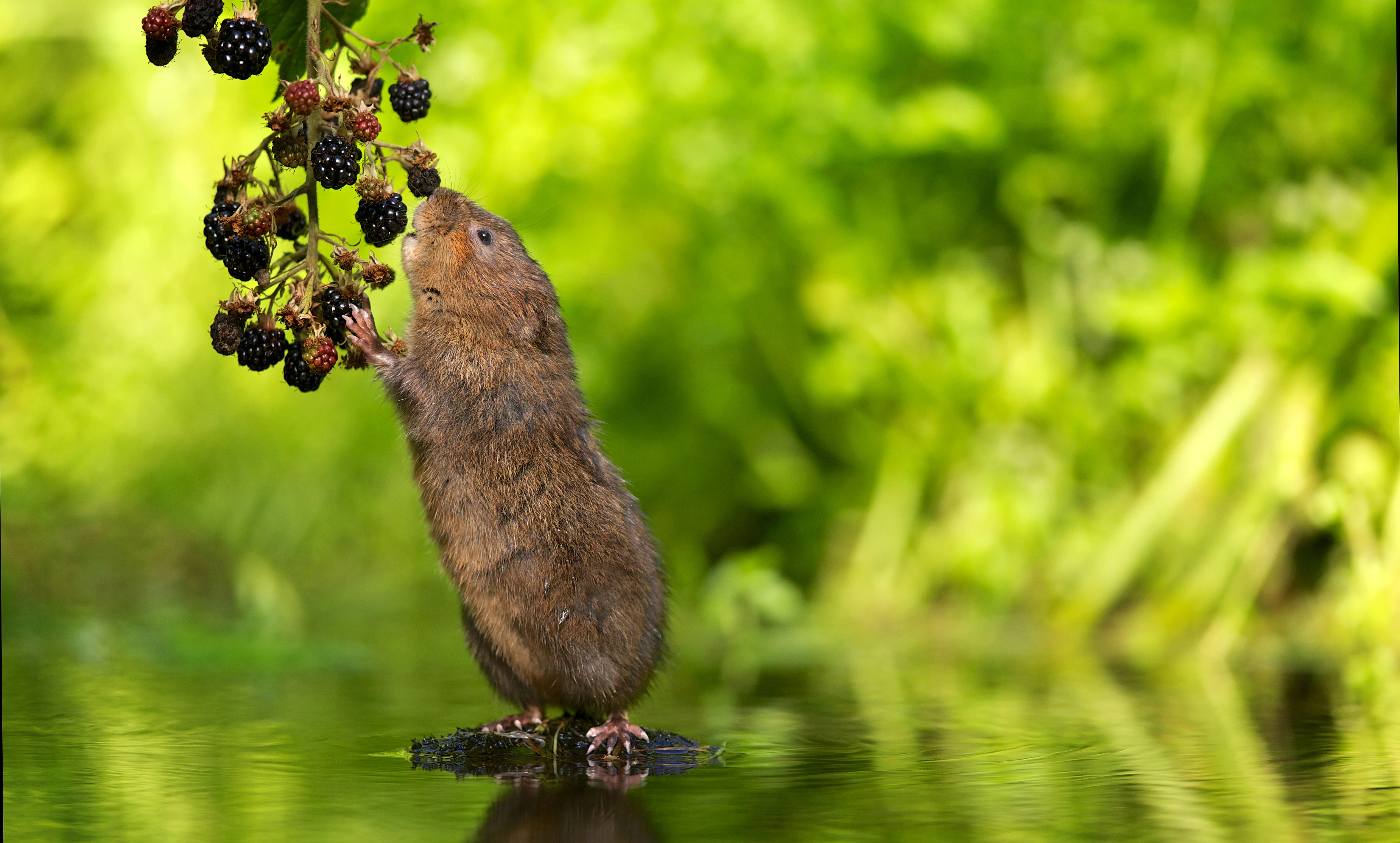 Water vole