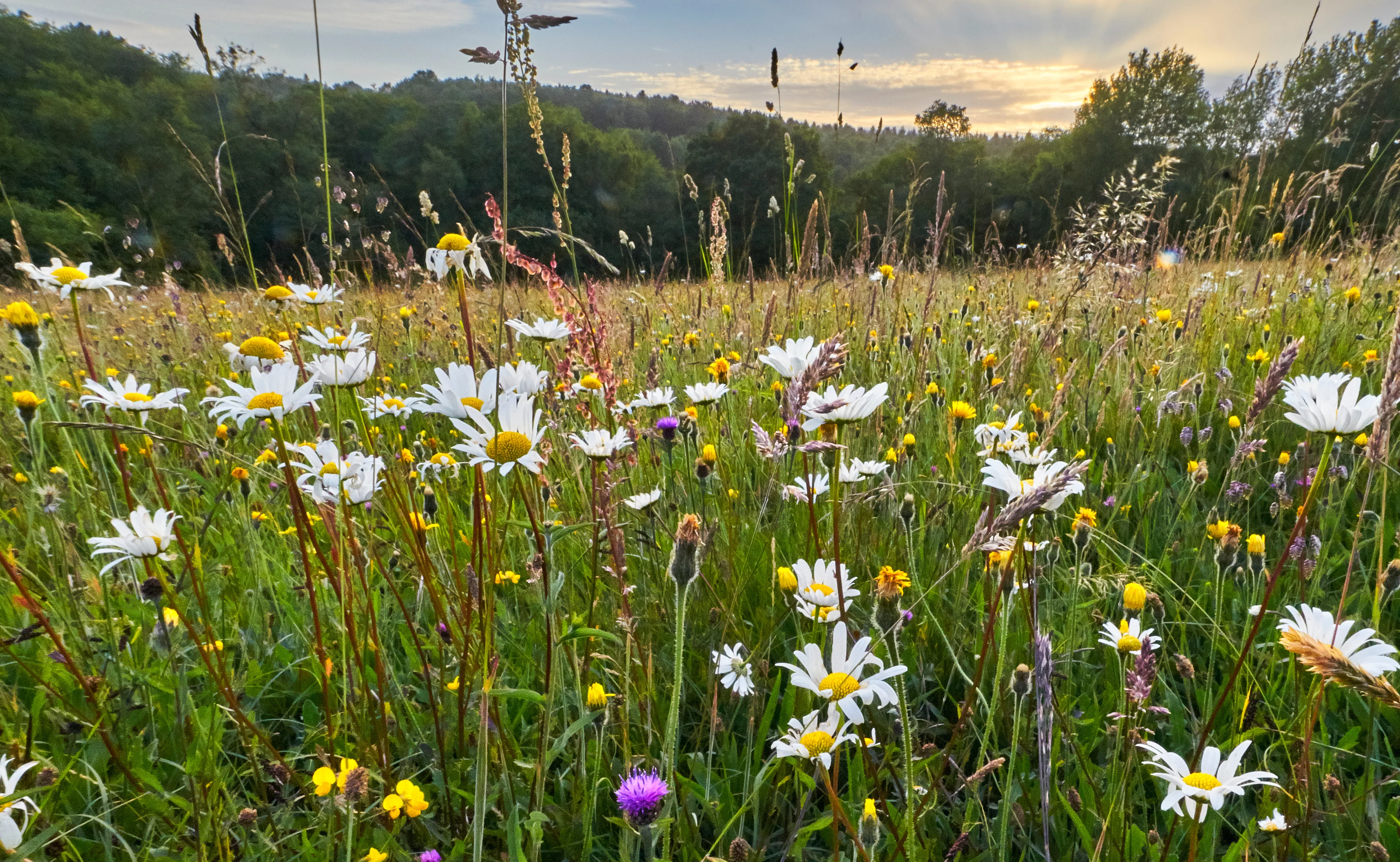 A meadow