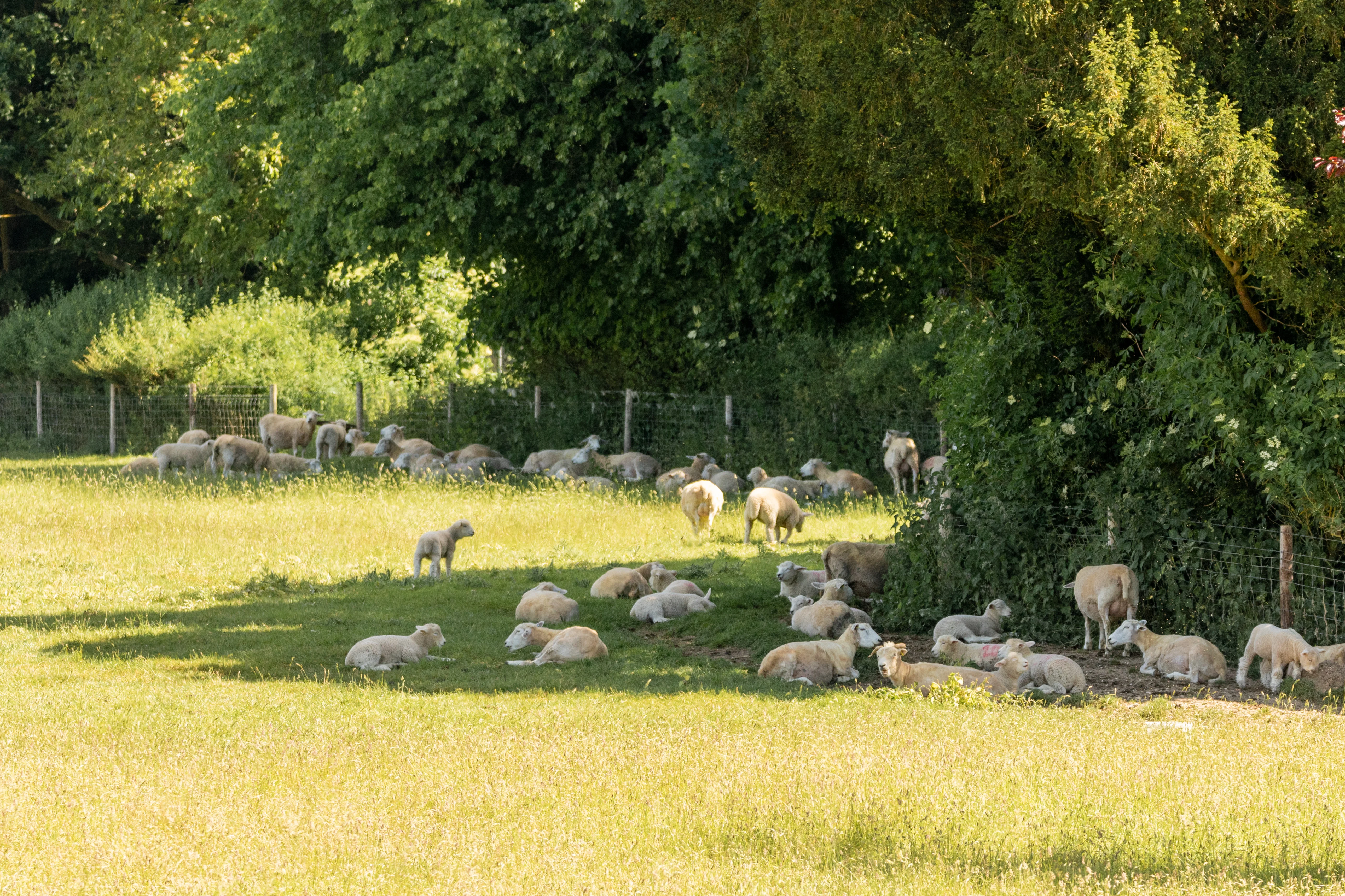 Sheep under tree