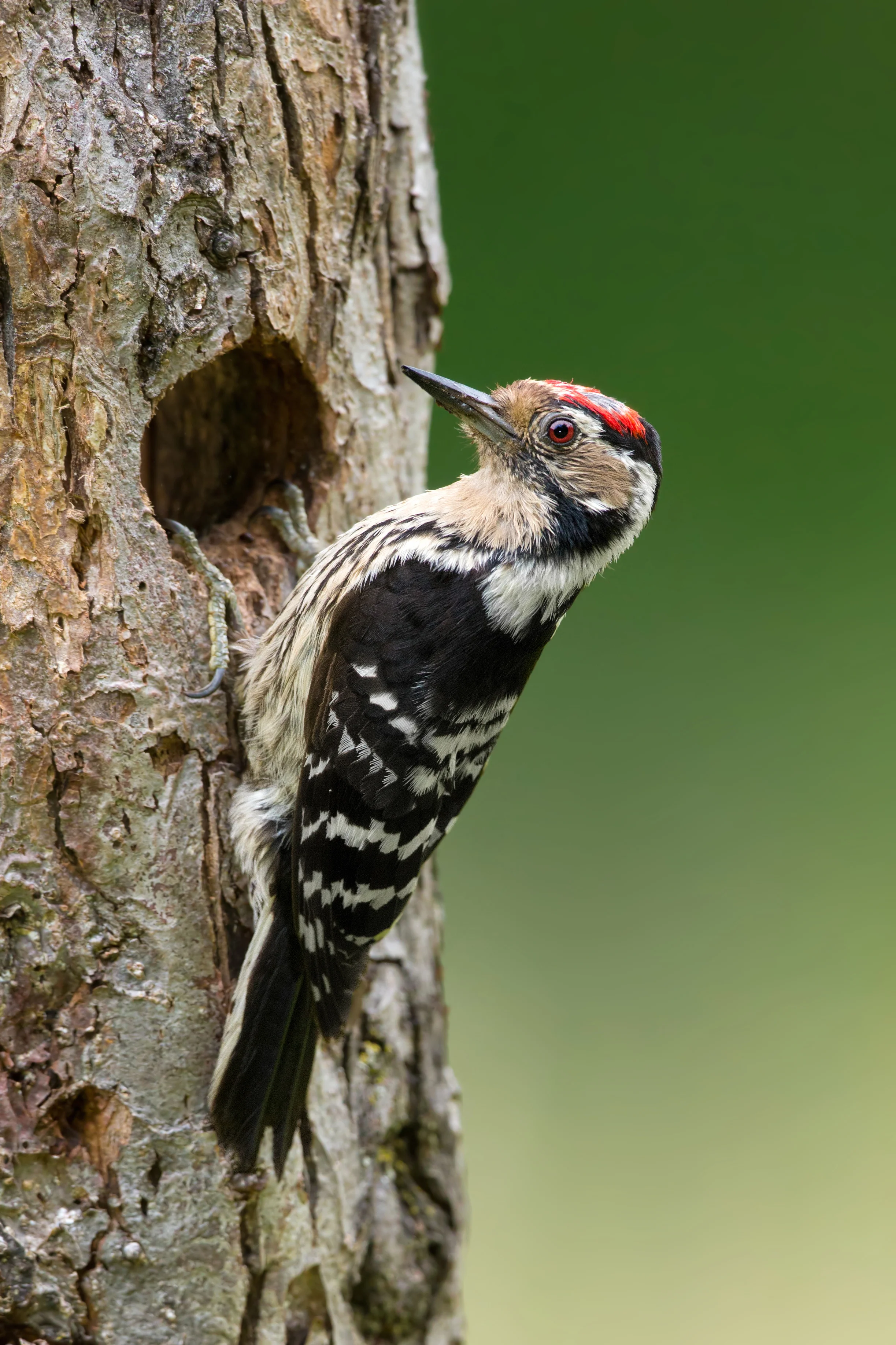 Woodpecker