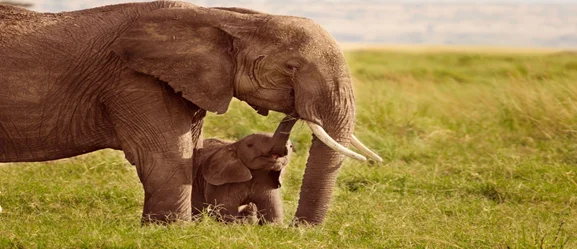 Elephant And Calf