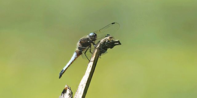 Rare dragonfly spotted in Shropshire