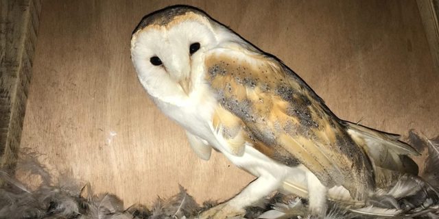 Shropshire’s nature recovery strategy in national spotlight