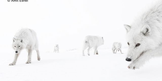 Shrewsbury Museum and Art Gallery to welcome Wildlife Photographer of the Year Exhibition