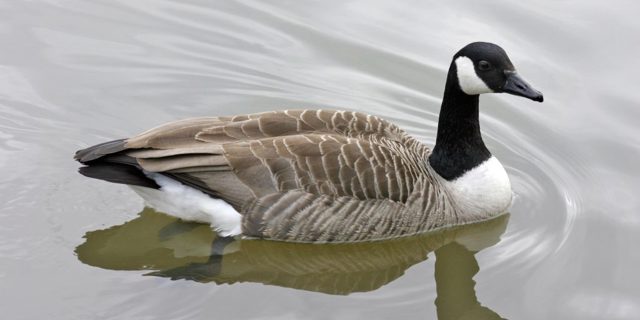 Warning to be alert after bird flu found in wild birds