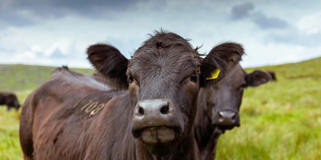 Warning about danger of dog poo to cattle and other wildlife